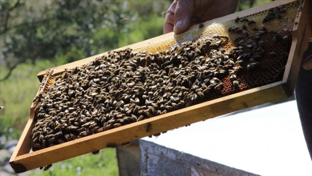 Foto - Dünyadaki üretimin yüzde 90'ını Türkiye karşılıyor! Ülkeler satın almak için sıraya girdi
