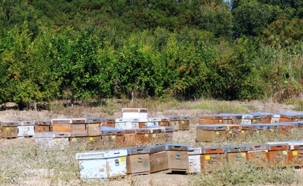 Foto - Dünyadaki üretimin yüzde 90'ını Türkiye karşılıyor! Ülkeler satın almak için sıraya girdi