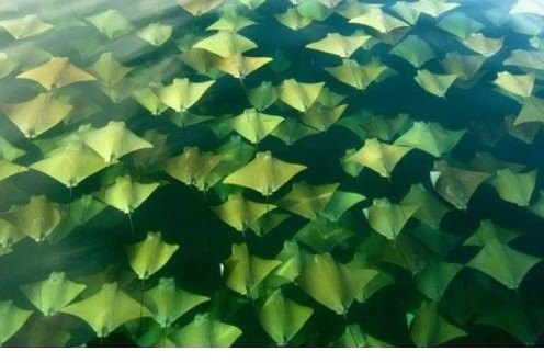 Foto - Dünyadan ilginç görüntüler