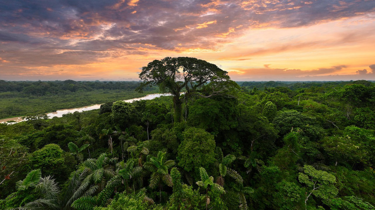 Foto - Dünyanın akciğerleri tehlikede! O ormanlar çölleşme eşiğinde
