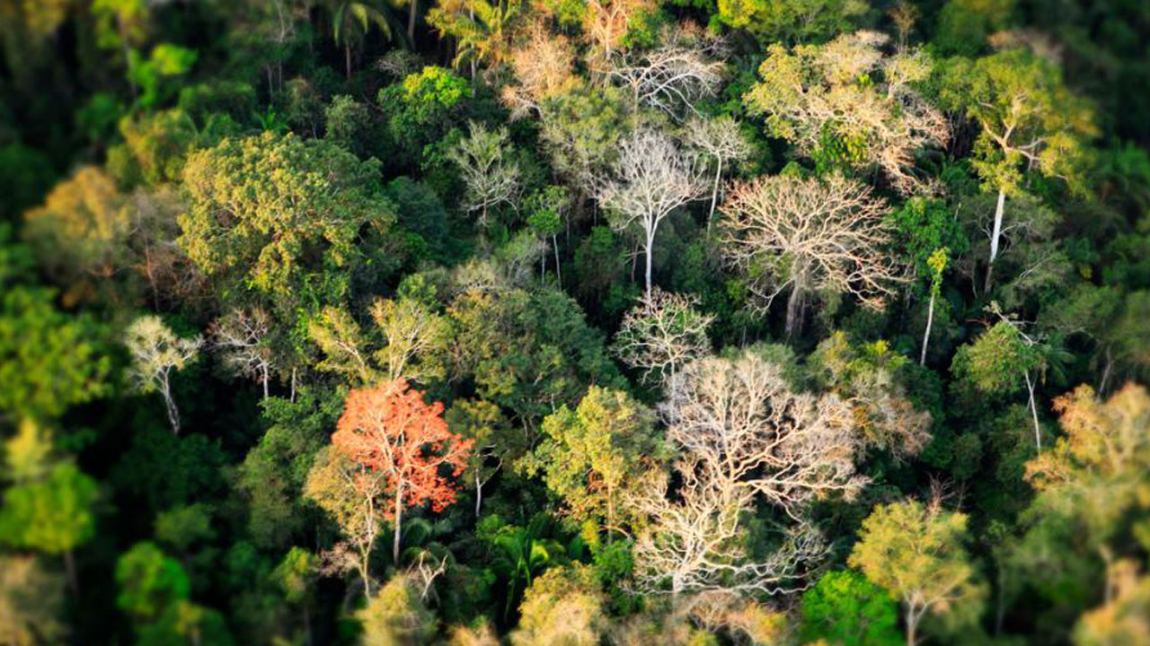 Foto - Dünyanın akciğerleri tehlikede! O ormanlar çölleşme eşiğinde