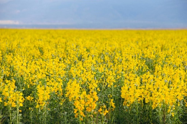 Foto - Dünyanın başka bir yerinde yetişmiyor! O ilimize ait bu çiçeği koparmanın cezası dudak uçuklatıyor