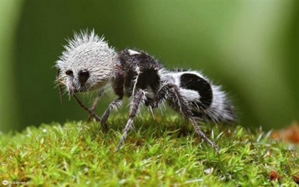 Foto - Dünyanın bilinmeyen en tuhaf canlıları! 