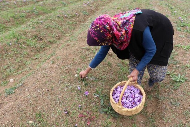 Foto - Dünyanın dört bir yanından Türkiye'ye geliyorlar! Kilosu 100 bin lira