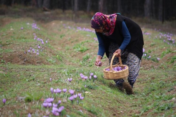 Foto - Dünyanın dört bir yanından Türkiye'ye geliyorlar! Kilosu 100 bin lira