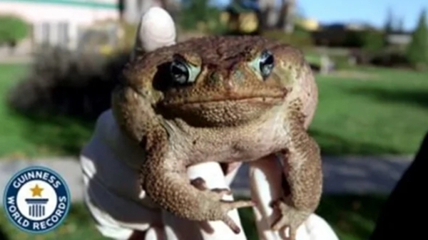 Foto - Dünyanın en büyüğü Avustralya'da bulundu! Zehir saçarak önüne geleni yiyor