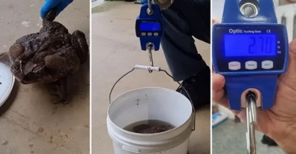 Foto - Dünyanın en büyüğü Avustralya'da bulundu! Zehir saçarak önüne geleni yiyor