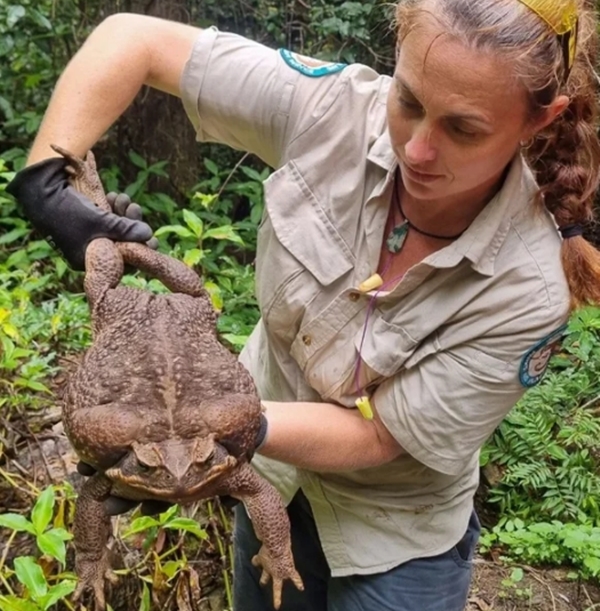 Foto - Dünyanın en büyüğü Avustralya'da bulundu! Zehir saçarak önüne geleni yiyor