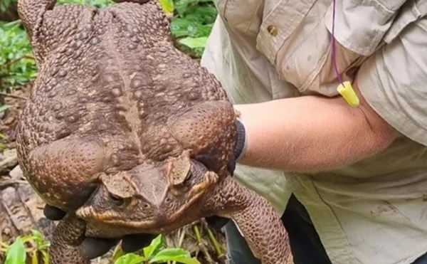 Dünyanın en büyüğü Avustralya'da bulundu! Zehir saçarak önüne geleni yiyor