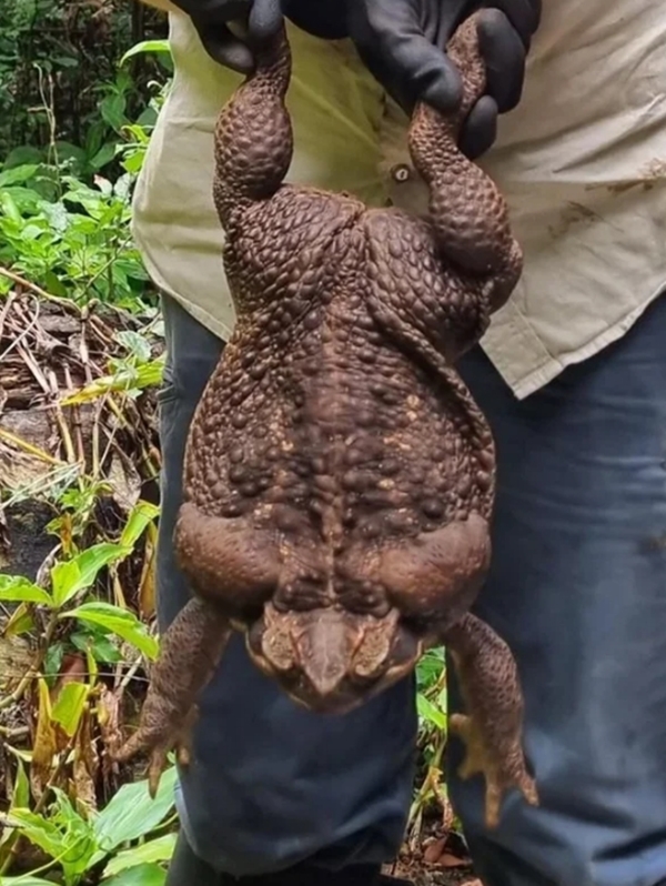 Foto - Dünyanın en büyüğü Avustralya'da bulundu! Zehir saçarak önüne geleni yiyor