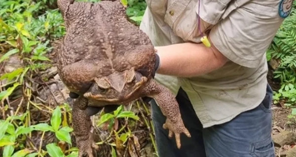 Foto - Dünyanın en büyüğü Avustralya'da bulundu! Zehir saçarak önüne geleni yiyor