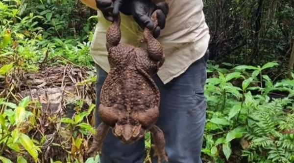 Foto - Dünyanın en büyüğü Avustralya'da bulundu! Zehir saçarak önüne geleni yiyor