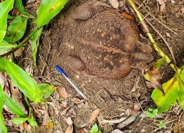 Foto - Dünyanın en büyüğü Avustralya'da bulundu! Zehir saçarak önüne geleni yiyor