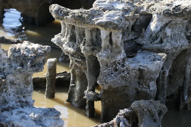 Foto - Dünyanın en büyüğü ve sadece belirli bölgelerde bulunuyor! O ilimizde görenler vazgeçemedi