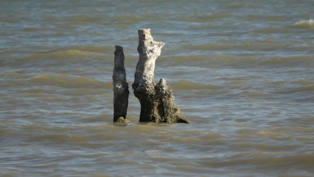 Foto - Dünyanın en büyüğü ve sadece belirli bölgelerde bulunuyor! O ilimizde görenler vazgeçemedi