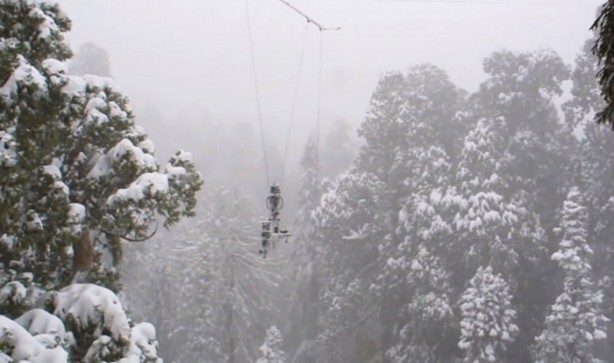 Foto - Dünyanın en büyük ağacı