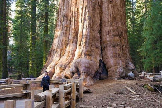 Foto - İşte dünyanın en büyük canlıları