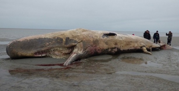 Foto - İşte dünyanın en büyük canlıları