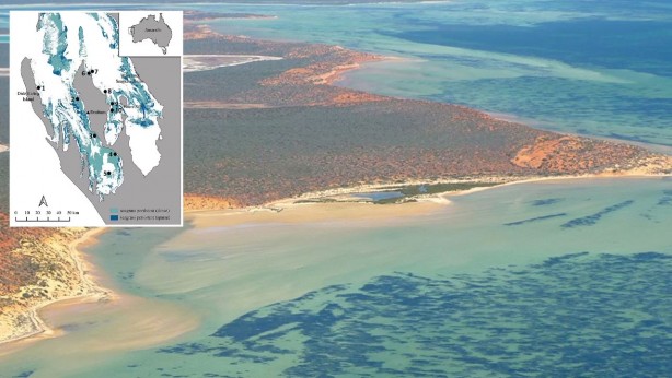 Foto - Dünyanın en büyük canlısını merak ediyor musunuz? Hayır; ne balina ne de dinazor! Denizin altında yaşıyor ve 4 bin 500 yaşında!