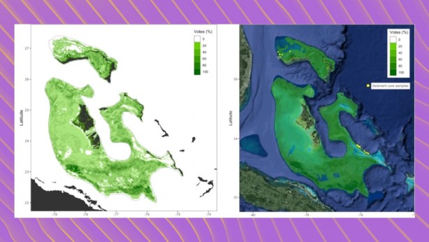 Foto - Dünyanın en büyük canlısını merak ediyor musunuz? Hayır; ne balina ne de dinazor! Denizin altında yaşıyor ve 4 bin 500 yaşında!