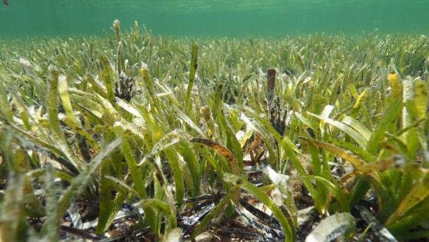 Foto - Dünyanın en büyük canlısını merak ediyor musunuz? Hayır; ne balina ne de dinazor! Denizin altında yaşıyor ve 4 bin 500 yaşında!