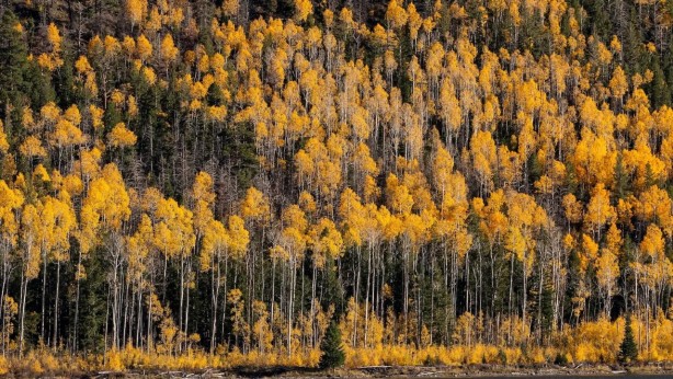Foto - Dünyanın en büyük canlısını merak ediyor musunuz? Hayır; ne balina ne de dinazor! Denizin altında yaşıyor ve 4 bin 500 yaşında!