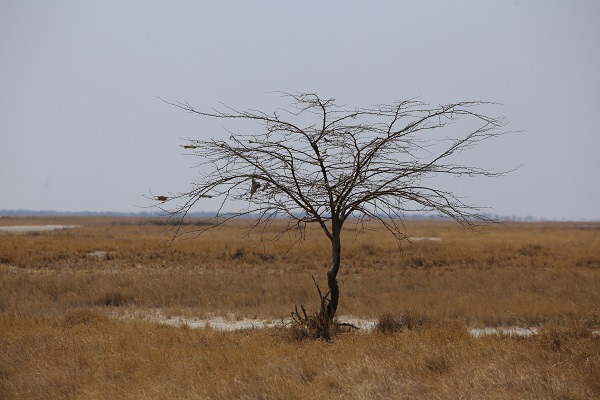 Dünyanın en büyük tuzlası: Makgadikgadi
