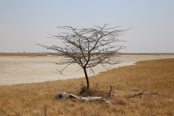 Foto - Dünyanın en büyük tuzlası: Makgadikgadi