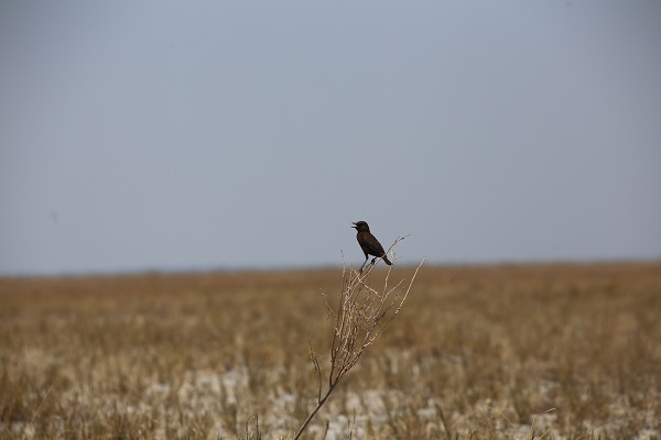 Foto - Dünyanın en büyük tuzlası: Makgadikgadi
