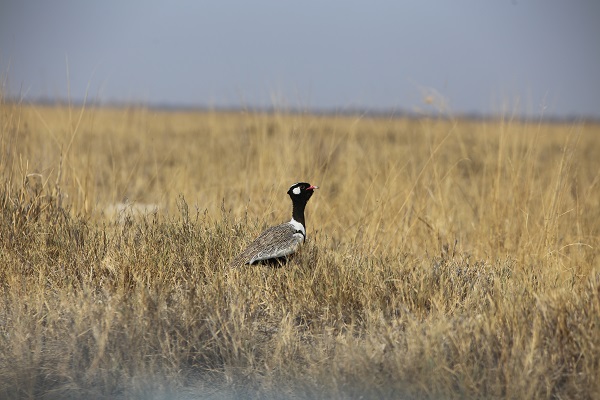 Foto - Dünyanın en büyük tuzlası: Makgadikgadi