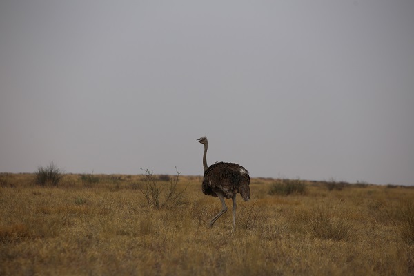 Foto - Dünyanın en büyük tuzlası: Makgadikgadi