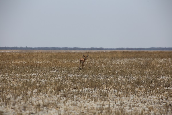 Foto - Dünyanın en büyük tuzlası: Makgadikgadi