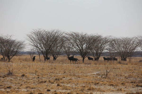 Foto - Dünyanın en büyük tuzlası: Makgadikgadi