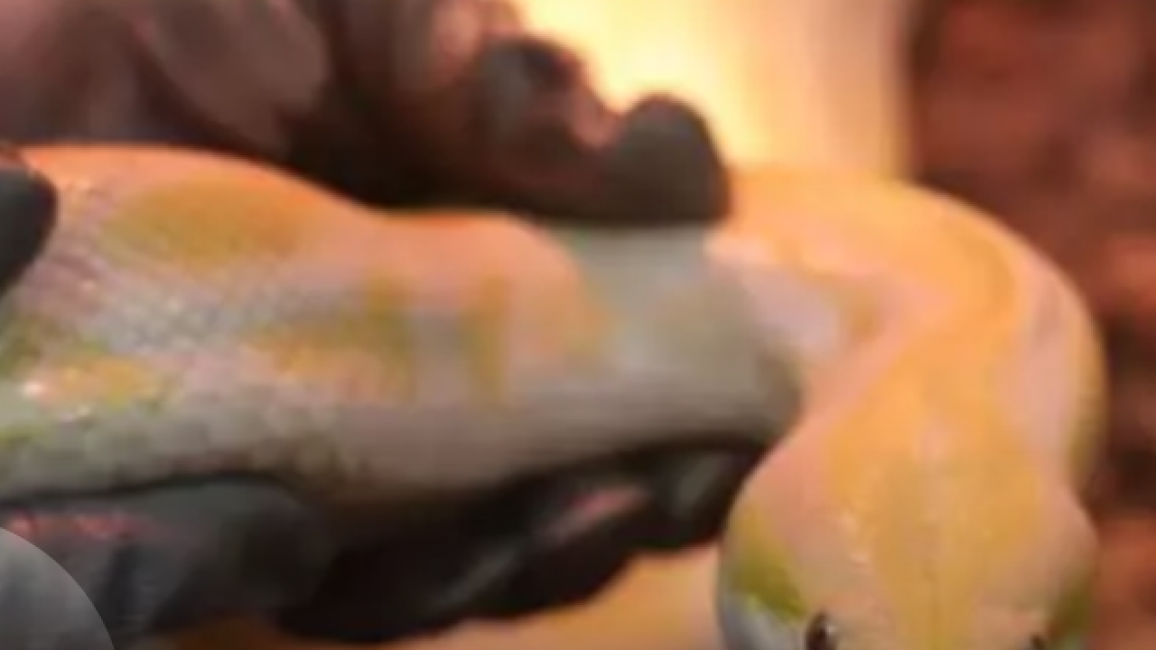 Dünyanın en büyüğü Denizli'de ele geçirildi! Dev boyutuyla korku salıyor!