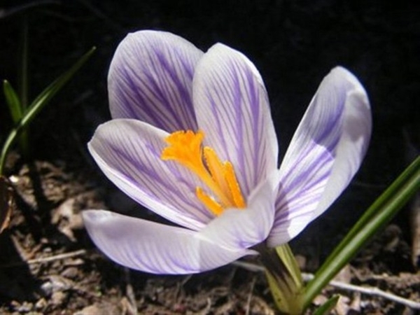 Dünyanın en değerli 13 maddesi