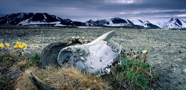Dünyanın en eski DNA örneği bulundu! Yaşını duyan şaşırıyor