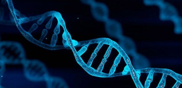 Foto - Dünyanın en eski DNA örneği bulundu! Yaşını duyan şaşırıyor