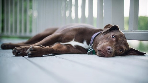 Foto - Dünyanın en fotojenik köpekleri