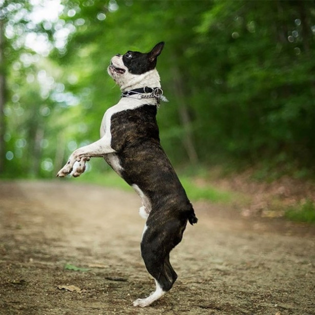 Foto - Dünyanın en fotojenik köpekleri