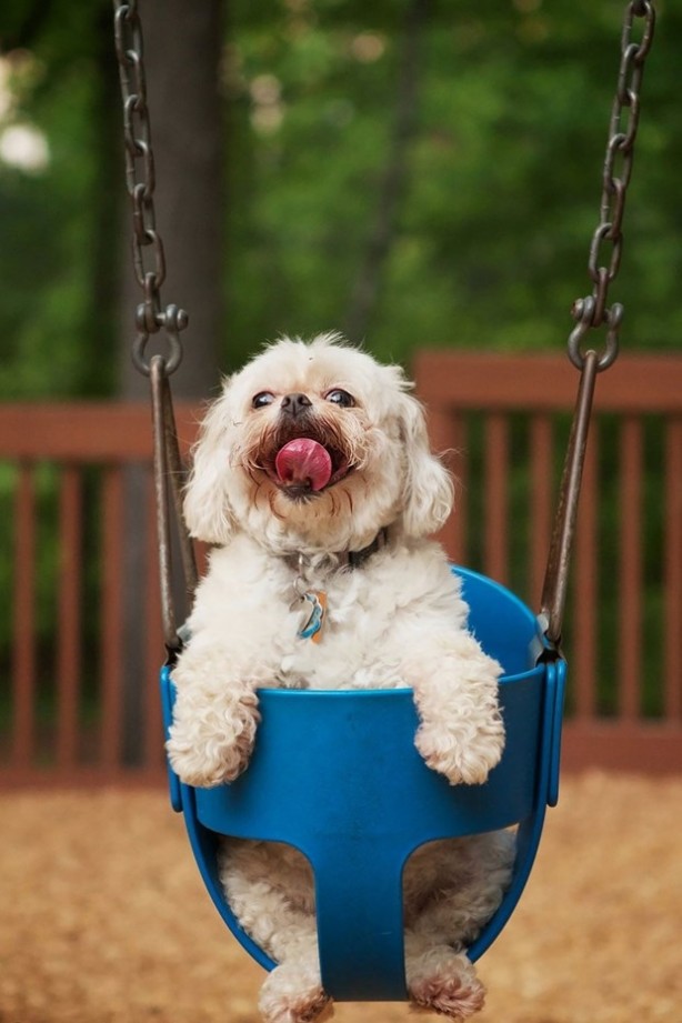 Foto - Dünyanın en fotojenik köpekleri