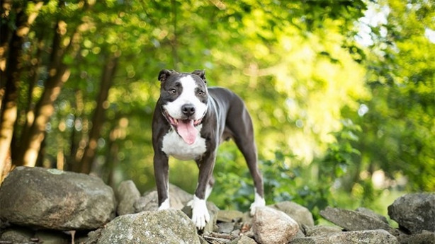 Foto - Dünyanın en fotojenik köpekleri