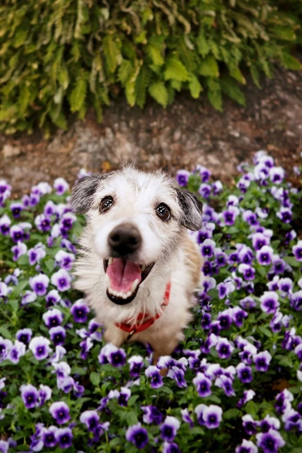 Foto - Dünyanın en fotojenik köpekleri