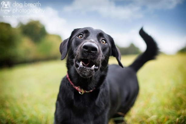 Foto - Dünyanın en fotojenik köpekleri
