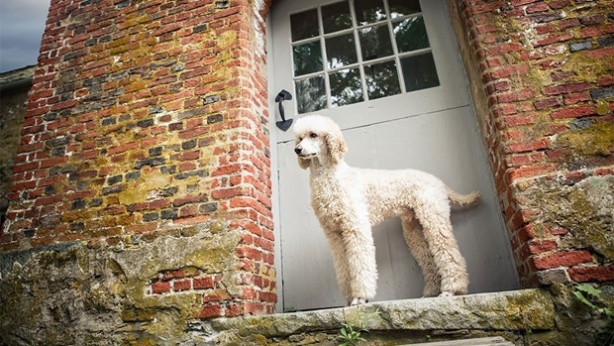 Foto - Dünyanın en fotojenik köpekleri