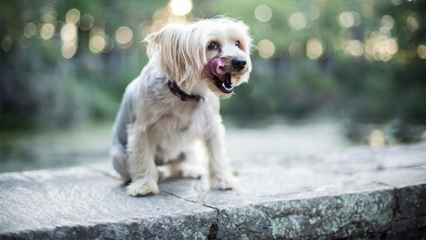 Foto - Dünyanın en fotojenik köpekleri