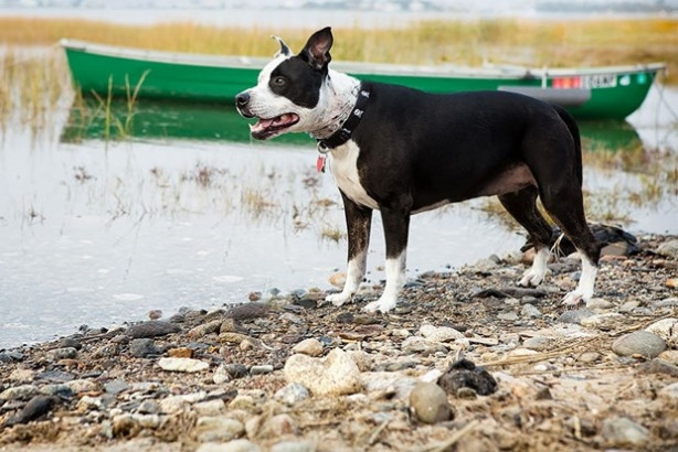 Foto - Dünyanın en fotojenik köpekleri