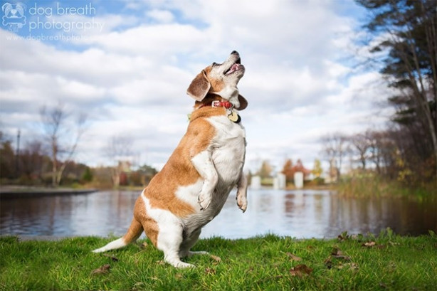 Foto - Dünyanın en fotojenik köpekleri