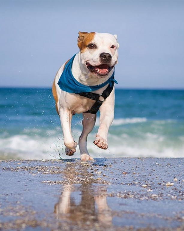Foto - Dünyanın en fotojenik köpekleri
