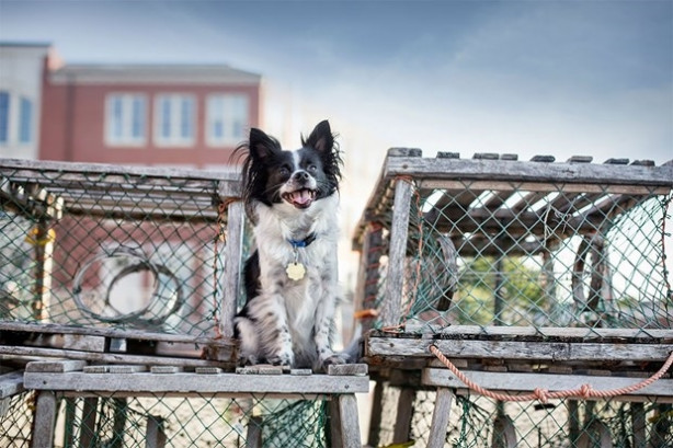 Foto - Dünyanın en fotojenik köpekleri