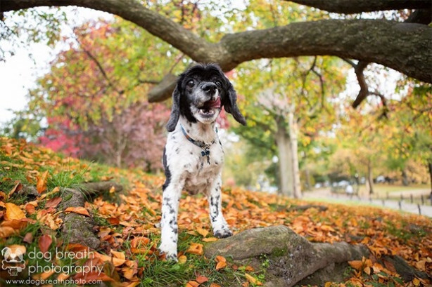 Foto - Dünyanın en fotojenik köpekleri